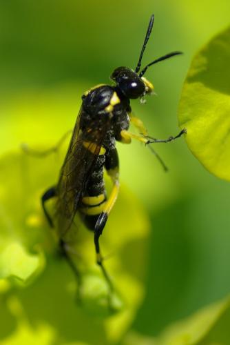 Macrophya montana